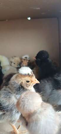 Paduaner Küken - Bild 3