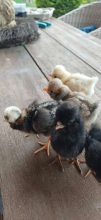 Paduaner Küken - Bild 7