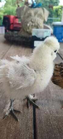 Seidenhühner Küken - Bild 2