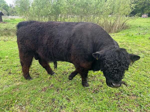 Bio Galloway Stier Bulle - Bild 1