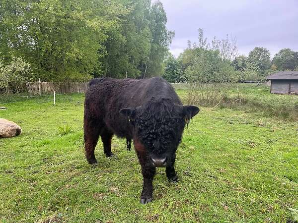Bio Galloway Stier Bulle - Bild 2