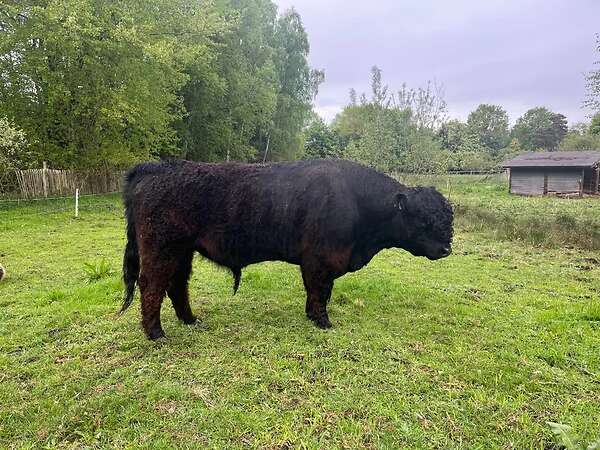 Bio Galloway Stier Bulle - Bild 3