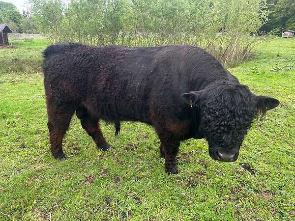 Bio Galloway Stier Bulle - Bild 4