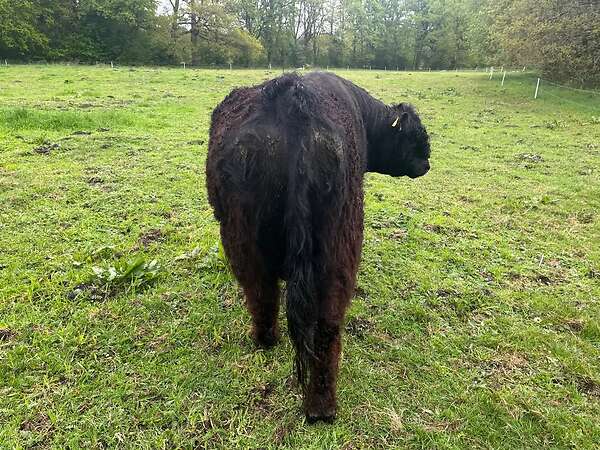 Bio Galloway Stier Bulle - Bild 5