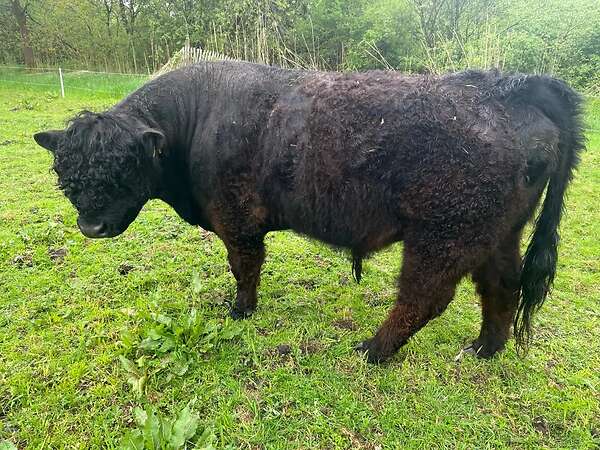 Bio Galloway Stier Bulle - Bild 6