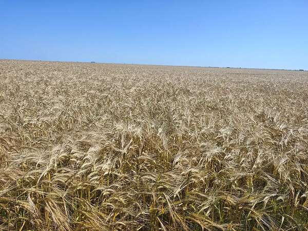 Attraktiver konventioneller Ackerbaubetrieb mit1.800 ha in Südwestrumänien. - Bild 5
