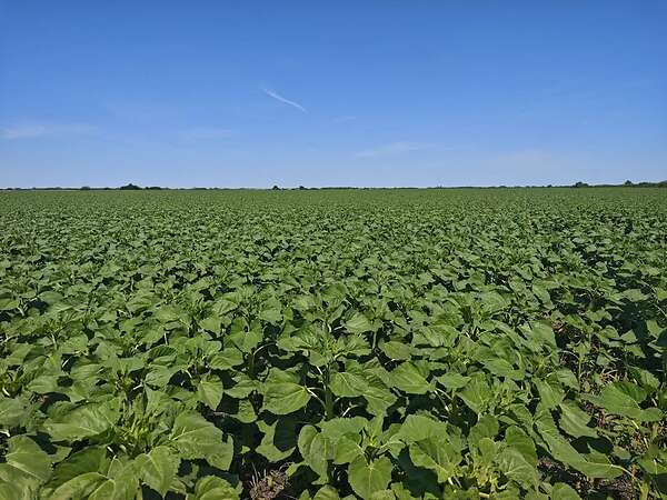Attraktiver konventioneller Ackerbaubetrieb mit1.800 ha in Südwestrumänien. - Bild 7