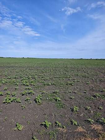 Attraktiver konventioneller Ackerbaubetrieb mit1.800 ha in Südwestrumänien. - Bild 8