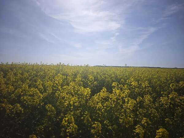 Attraktiver konventioneller Ackerbaubetrieb mit1.800 ha in Südwestrumänien. - Bild 9