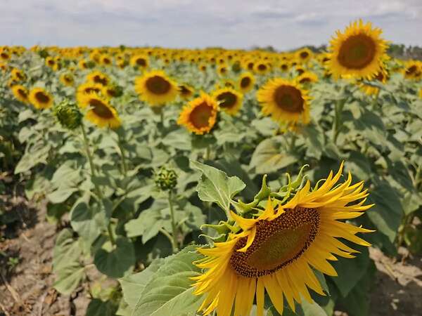Attraktiver konventioneller Ackerbaubetrieb mit1.800 ha in Südwestrumänien. - Bild 10