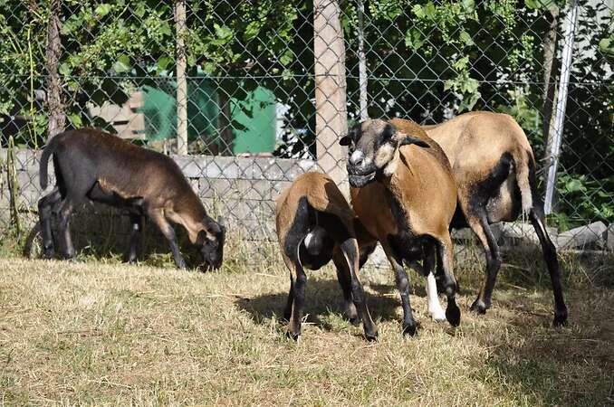 5 Kamerunschaf- Böckchen - Bild 2