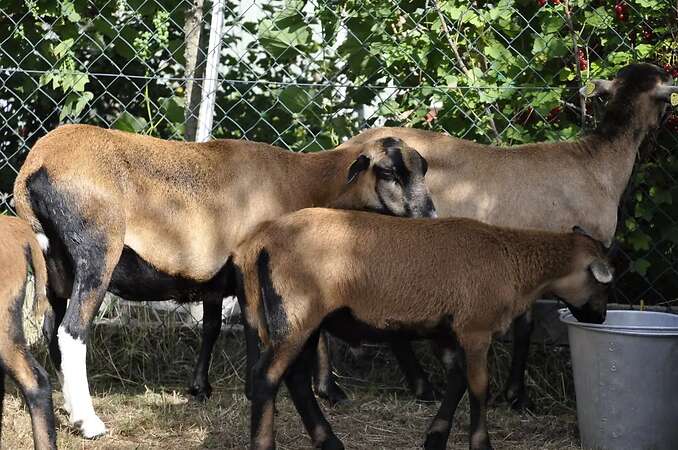 5 Kamerunschaf- Böckchen - Bild 6