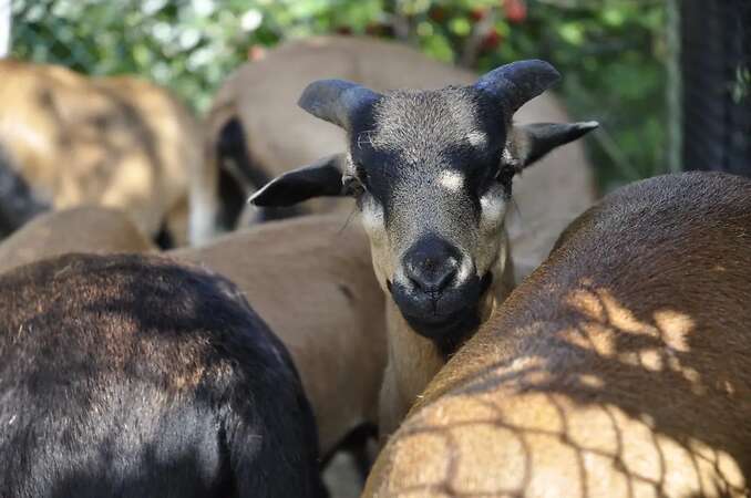 5 Kamerunschaf- Böckchen - Bild 7