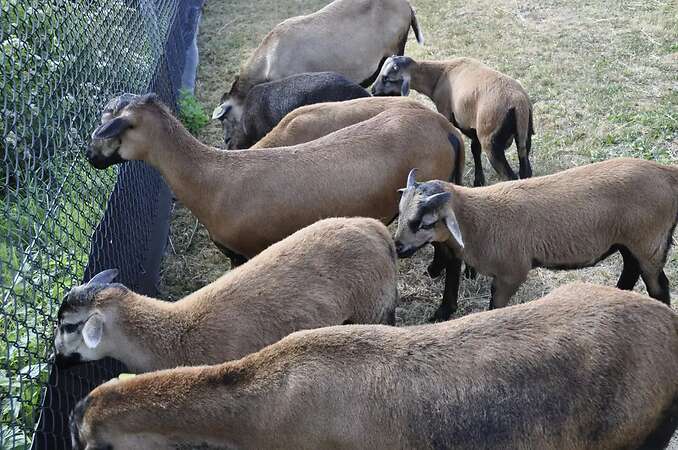5 Kamerunschaf- Böckchen - Bild 8