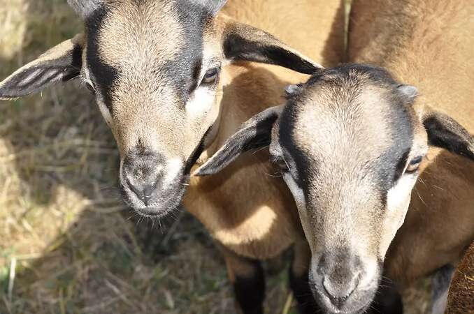 5 Kamerunschaf- Böckchen - Bild 13