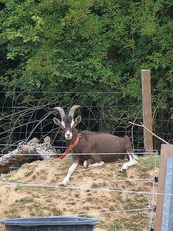 Freundlicher Ziegenbock (TWZ) sucht neues Zuhause - Bild 1