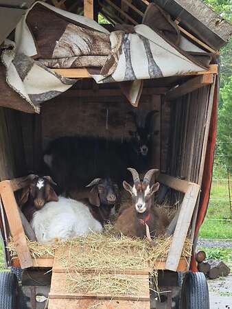 Freundlicher Ziegenbock (TWZ) sucht neues Zuhause - Bild 2