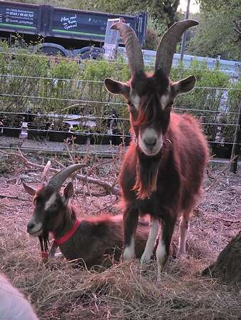 Freundlicher Ziegenbock (TWZ) sucht neues Zuhause - Bild 3