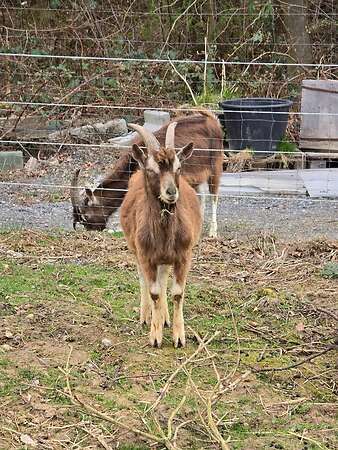 Freundlicher Ziegenbock (TWZ) sucht neues Zuhause - Bild 5