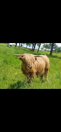 Highland cattle bulle - Bild 1
