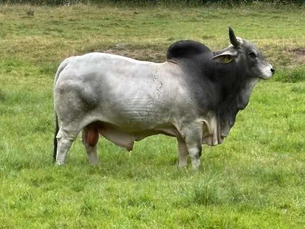 Brahmanrinder Herdbuch - Bild 1