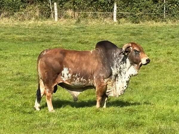 Brahmanrinder Herdbuch - Bild 2