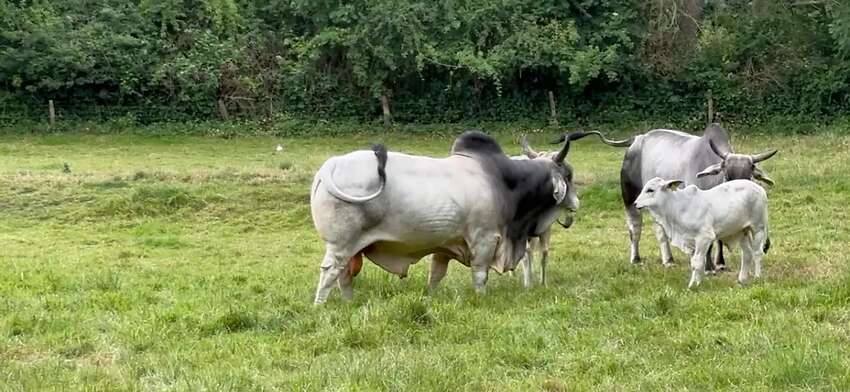 Brahmanrinder Herdbuch - Bild 3