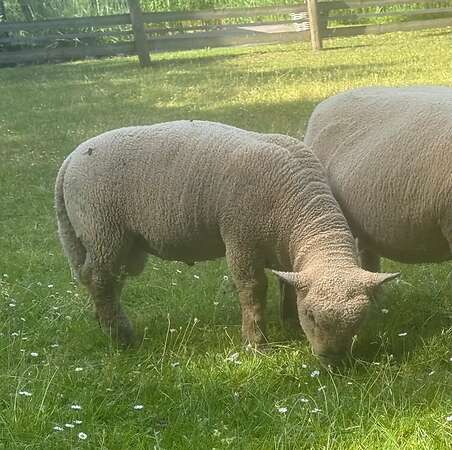 Old English South Down Babydoll - Bild 2