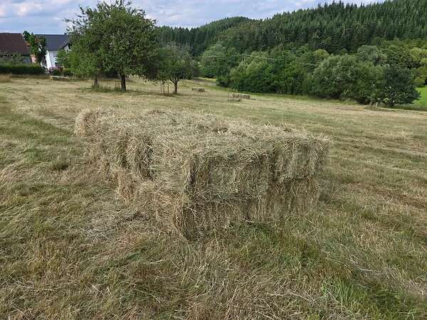 HD-Ballen 1. Schnitt 2026 zu verkaufen - Bild 2