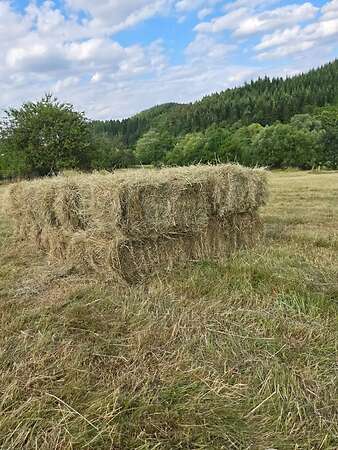 HD-Ballen 1. Schnitt 2026 zu verkaufen - Bild 3