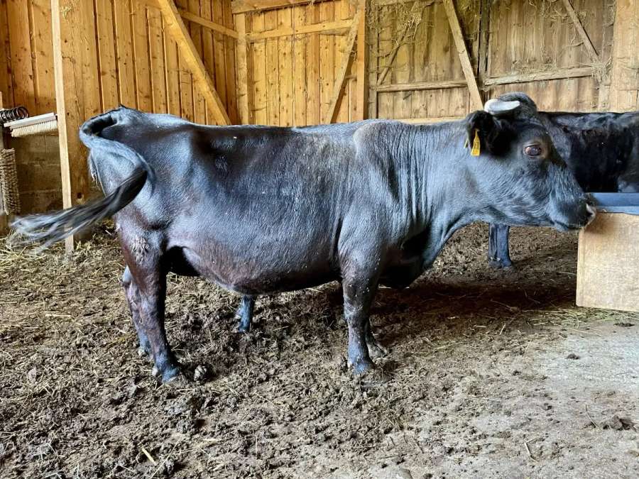 Dexter Rind Kuh Mutterkuh "Fini" geb. 06/2021 BIO - Bild 2