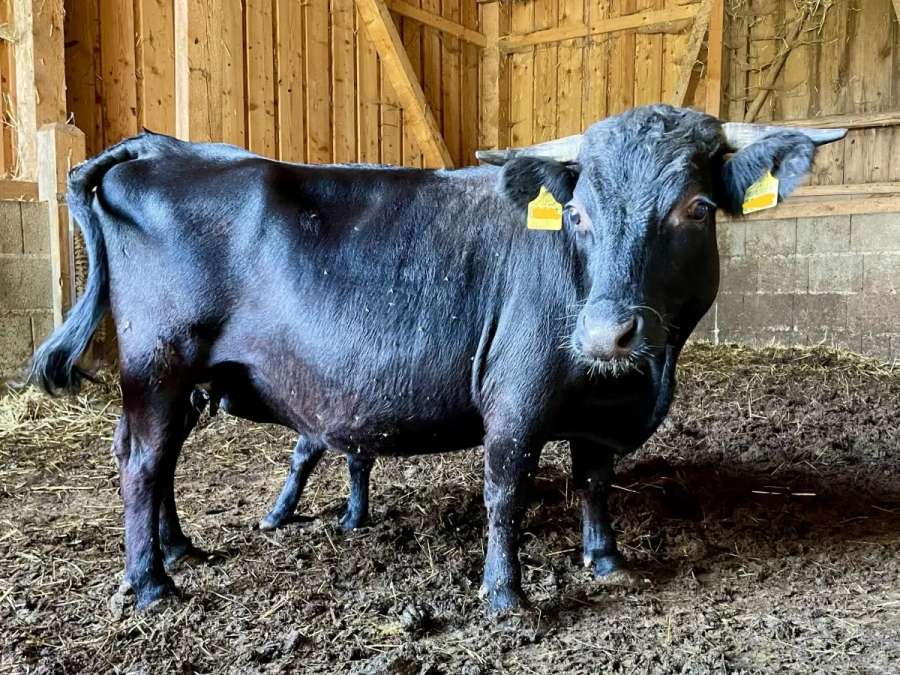 Dexter Rind Kuh Mutterkuh "Fini" geb. 06/2021 BIO - Bild 3