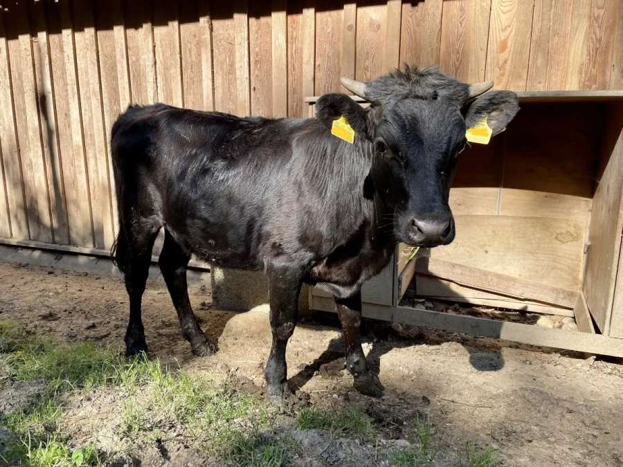 Dexter Absetzer Kalb Färse "Karolin" BIO geb.: 09/25 - Bild 2