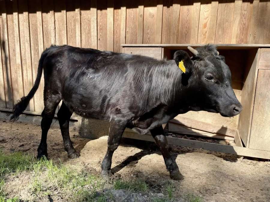 Dexter Absetzer Kalb Färse "Karolin" BIO geb.: 09/25 - Bild 3