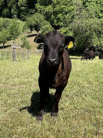 Dexter Absetzer Kalb Färse "Charlotte" BIO geb.: 03/26 - Bild 1