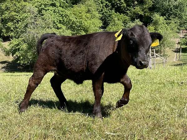 Dexter Absetzer Kalb Färse "Charlotte" BIO geb.: 03/26 - Bild 3