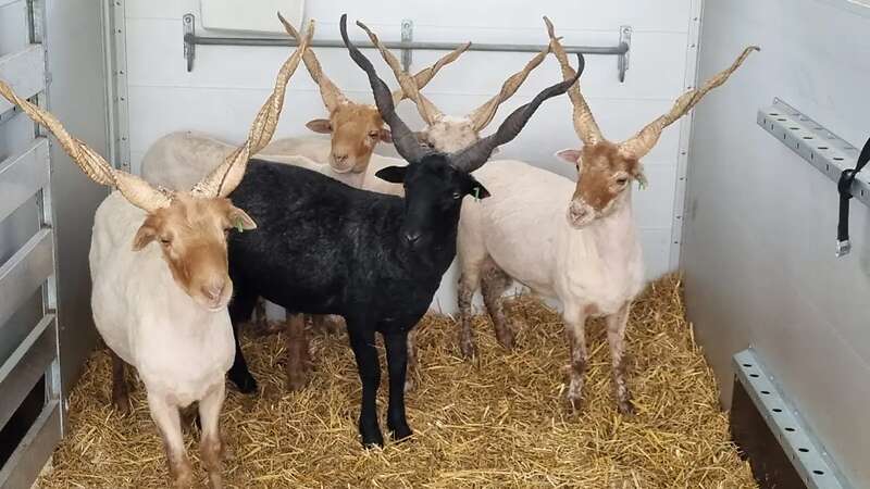 Ungarische Zackelschaf Böcke - Bild 1