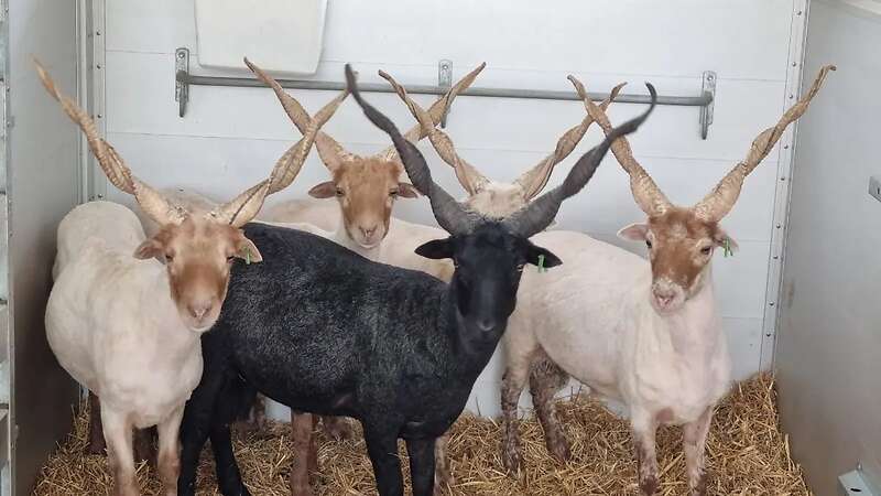 Ungarische Zackelschaf Böcke - Bild 2
