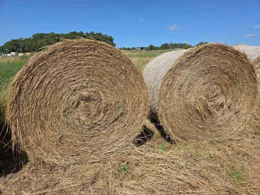 Rundballen Heu, 1.Schnitt, frei von Giftpflanzen, nur Abholung - Bild 1