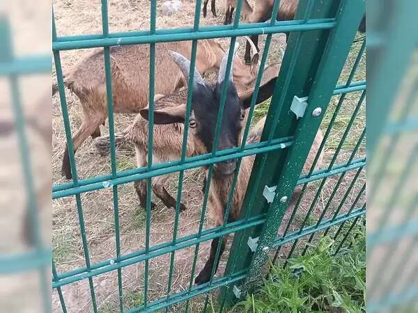 BDE-Mixe, Lämmer m/w, laktierende Mutterziegen und stattlicher BDE-Bock - Bild 3