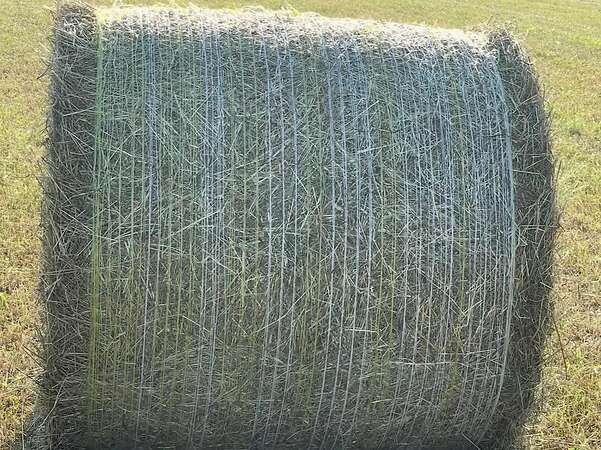 Hochwertige Heurundballen aus dem 1. Schnitt 2026 - Bild 2