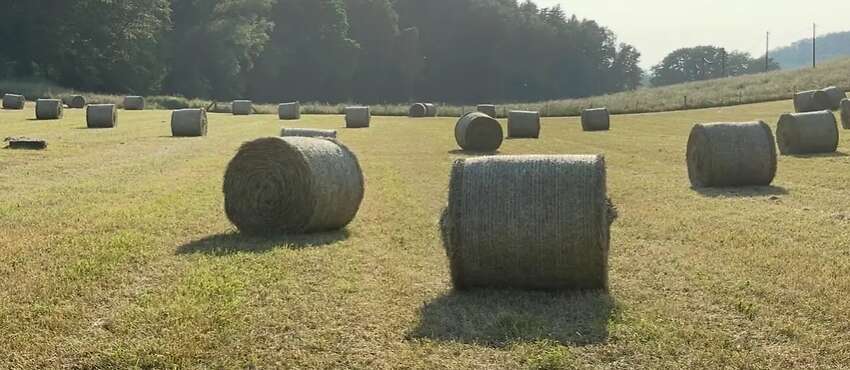 Hochwertige Heurundballen aus dem 1. Schnitt 2026 - Bild 3