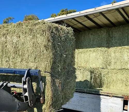 Heu in Rund und Quader zuverkaufen - Bild 3