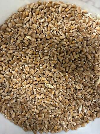 Futterweizen aus alten Bestand 25 - Bild 2