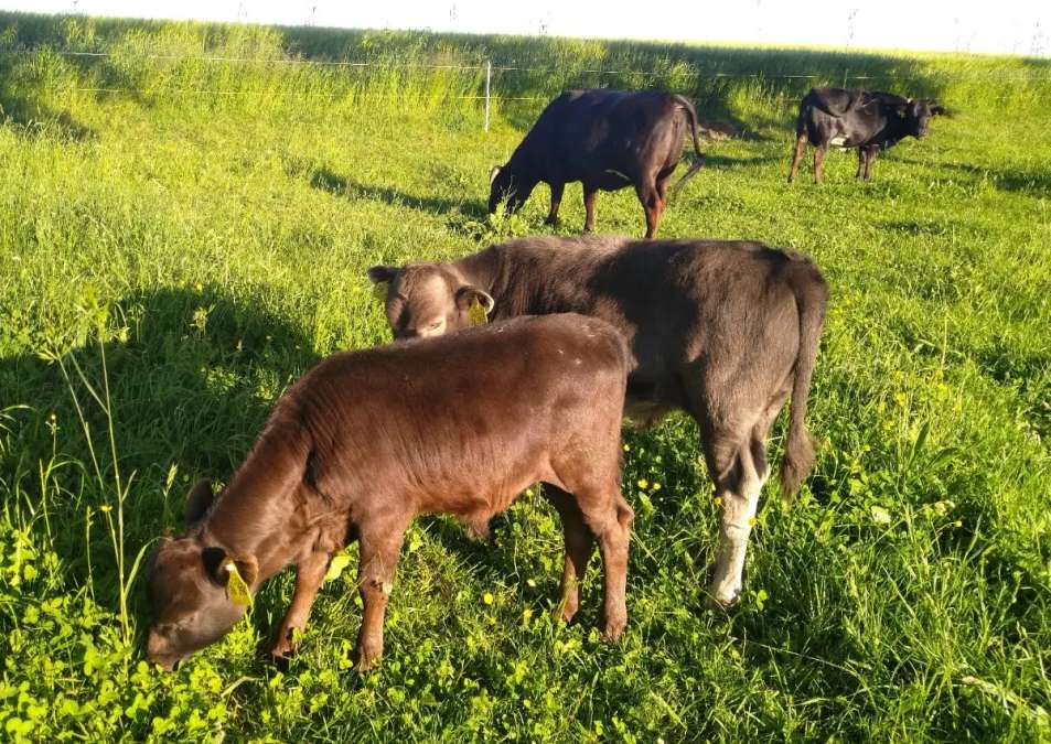Dahomey Jung-Bulle Stier - Bild 3