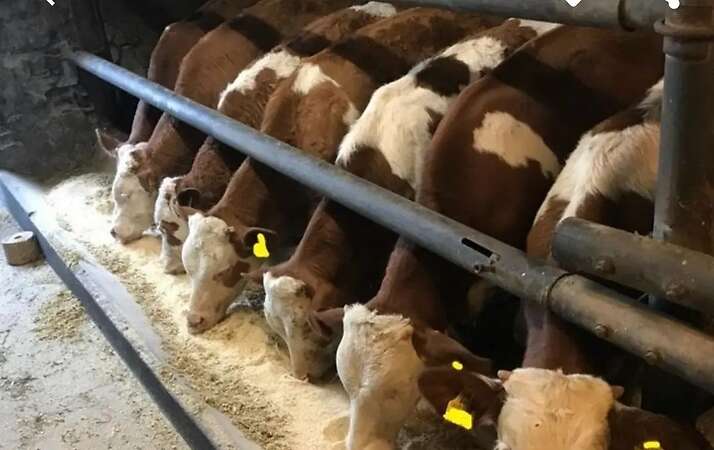 Kühe Rinder Bullen Fresser Absetzer - Bild 2