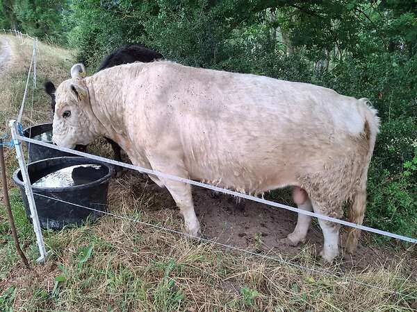 Galloway Bulle zu verkaufen - Bild 2