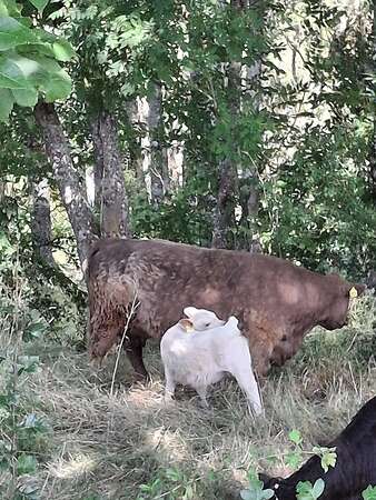 Galloway Kuh - Bild 1