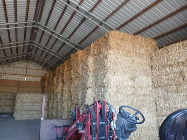 Qauderballen stroh Gerste,Triticale,Hafer und Weizenstroh - Bild 1