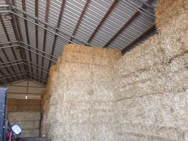 Qauderballen stroh Gerste,Triticale,Hafer und Weizenstroh - Bild 8